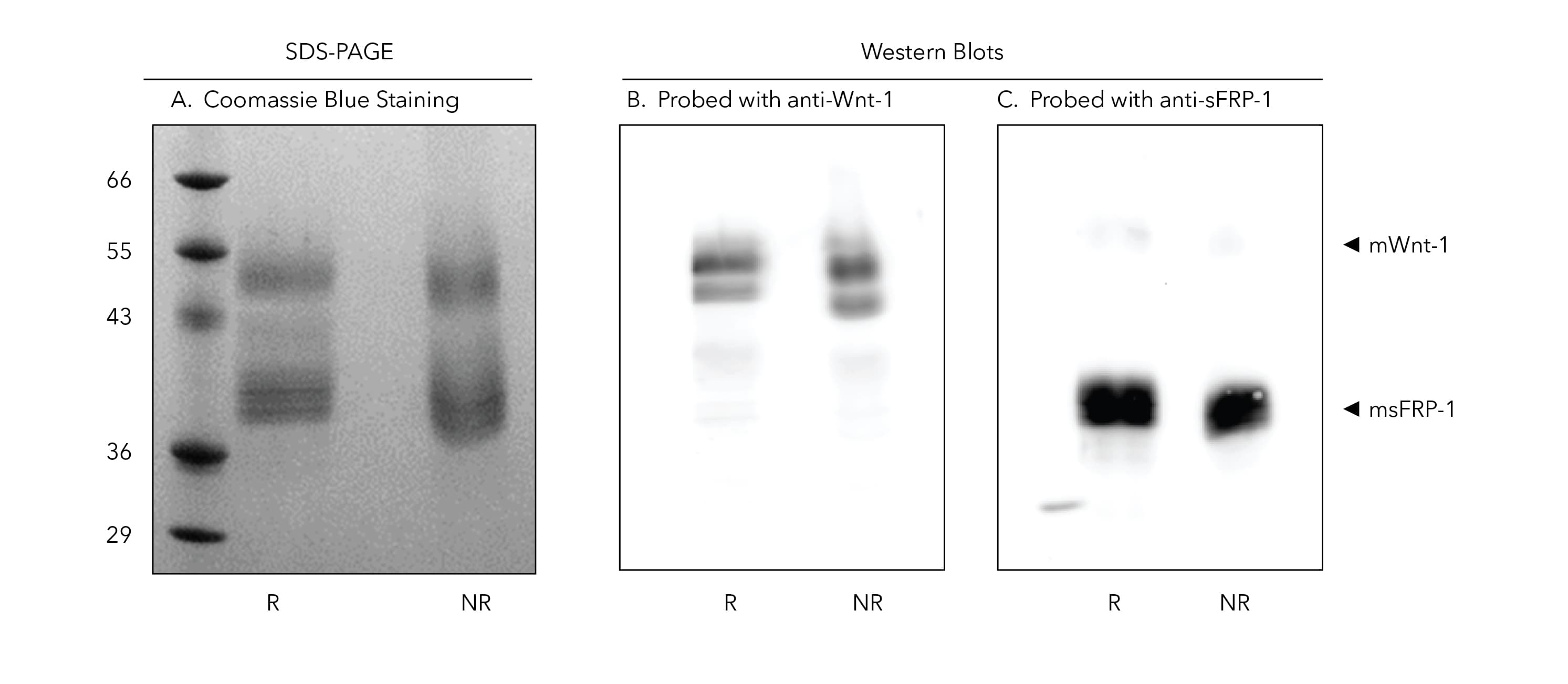 Part A: Coomassie blue stained gel showing the purified Wnt1/sFRP1 complex under reducing and non-reducing conditions. Part B: Western blot detection of Wnt1 and sFRP1 in the purified Wnt1/sFRP1 complex under reducing and non-reducing conditions.